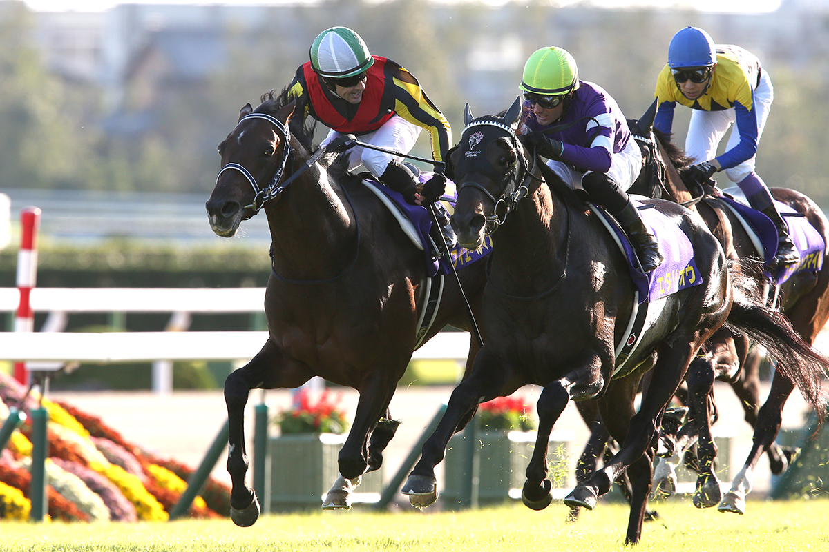 菊花賞もルメール！関東馬フィエールマン優勝 - Moment日刊ゲンダイ