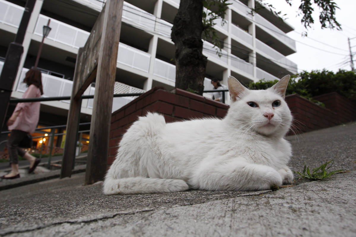 東京都内２大猫スポット 行ってみたらこうだった Moment日刊ゲンダイ