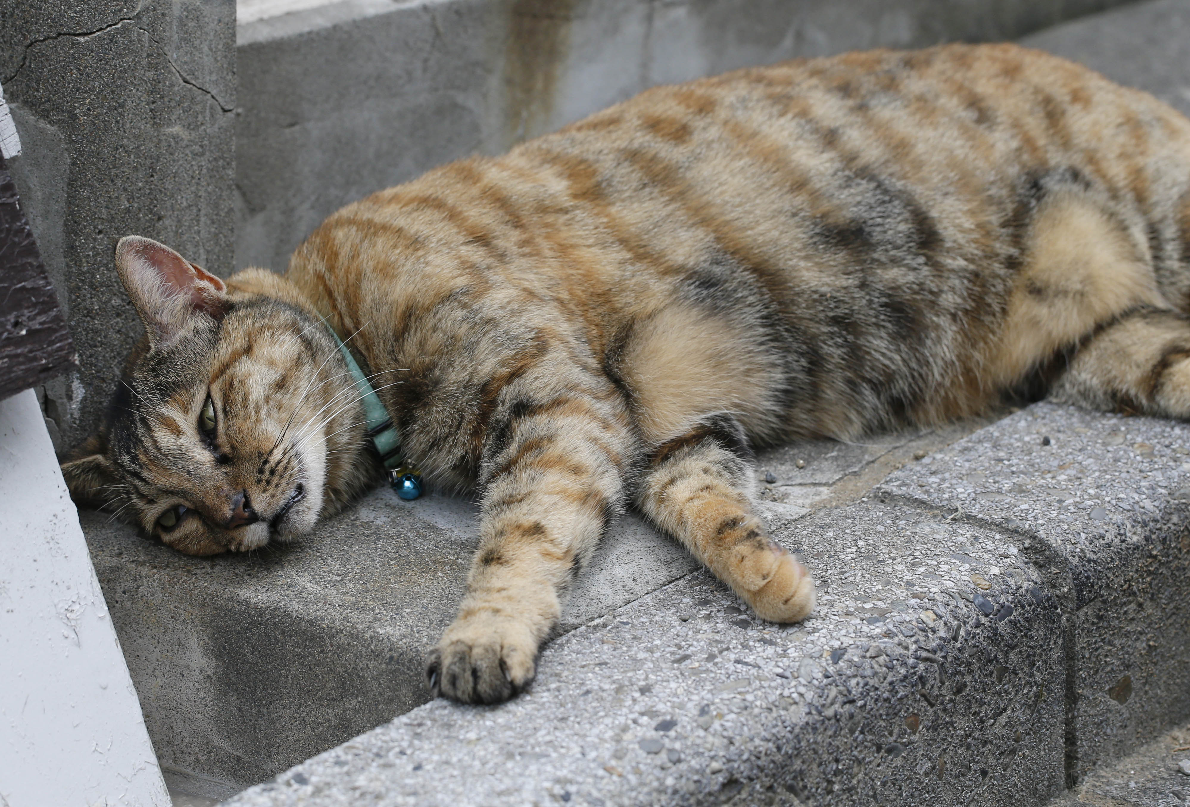 東京都内２大猫スポット 行ってみたらこうだった Moment日刊ゲンダイ