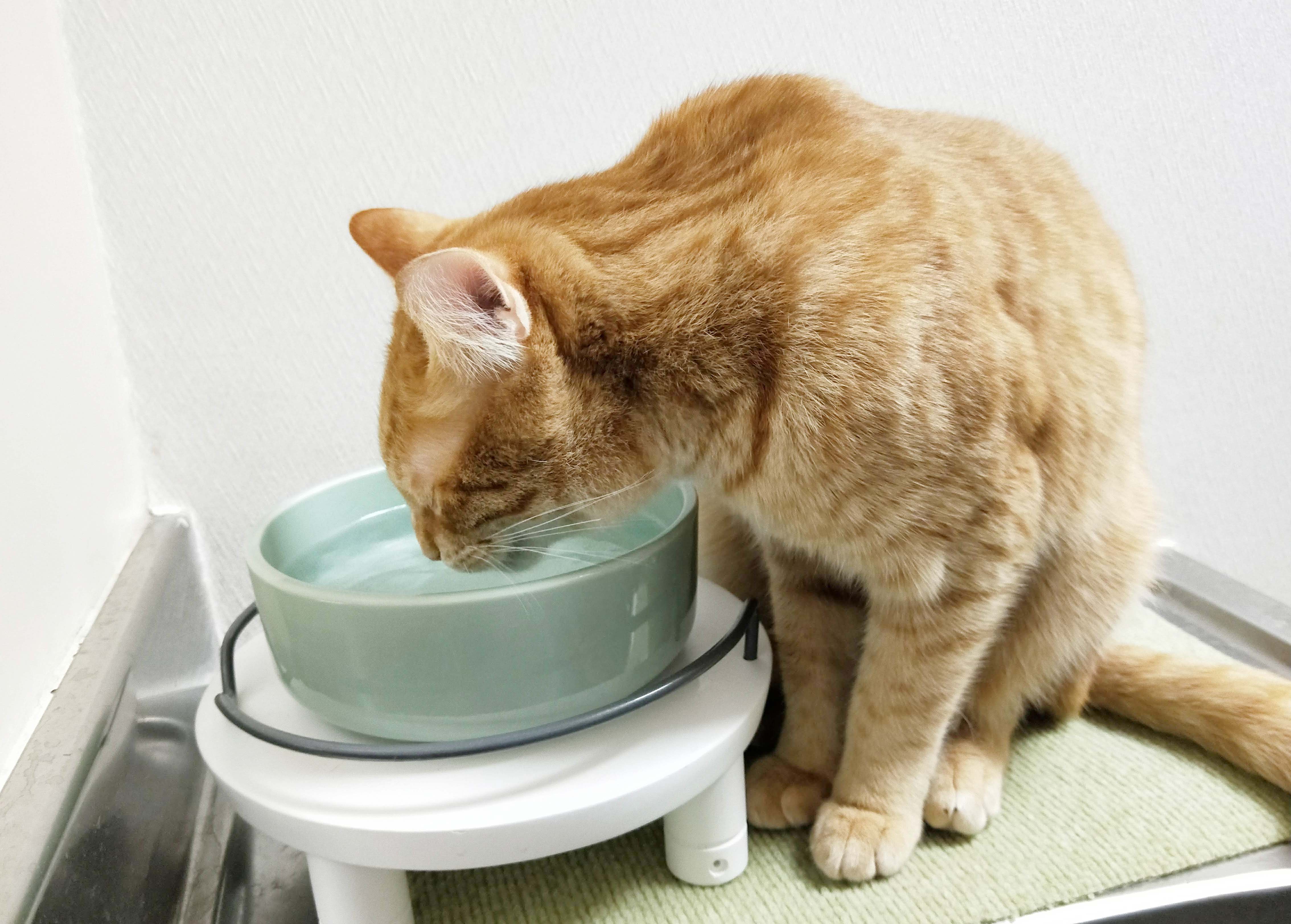 猫 水 を たくさん 飲む