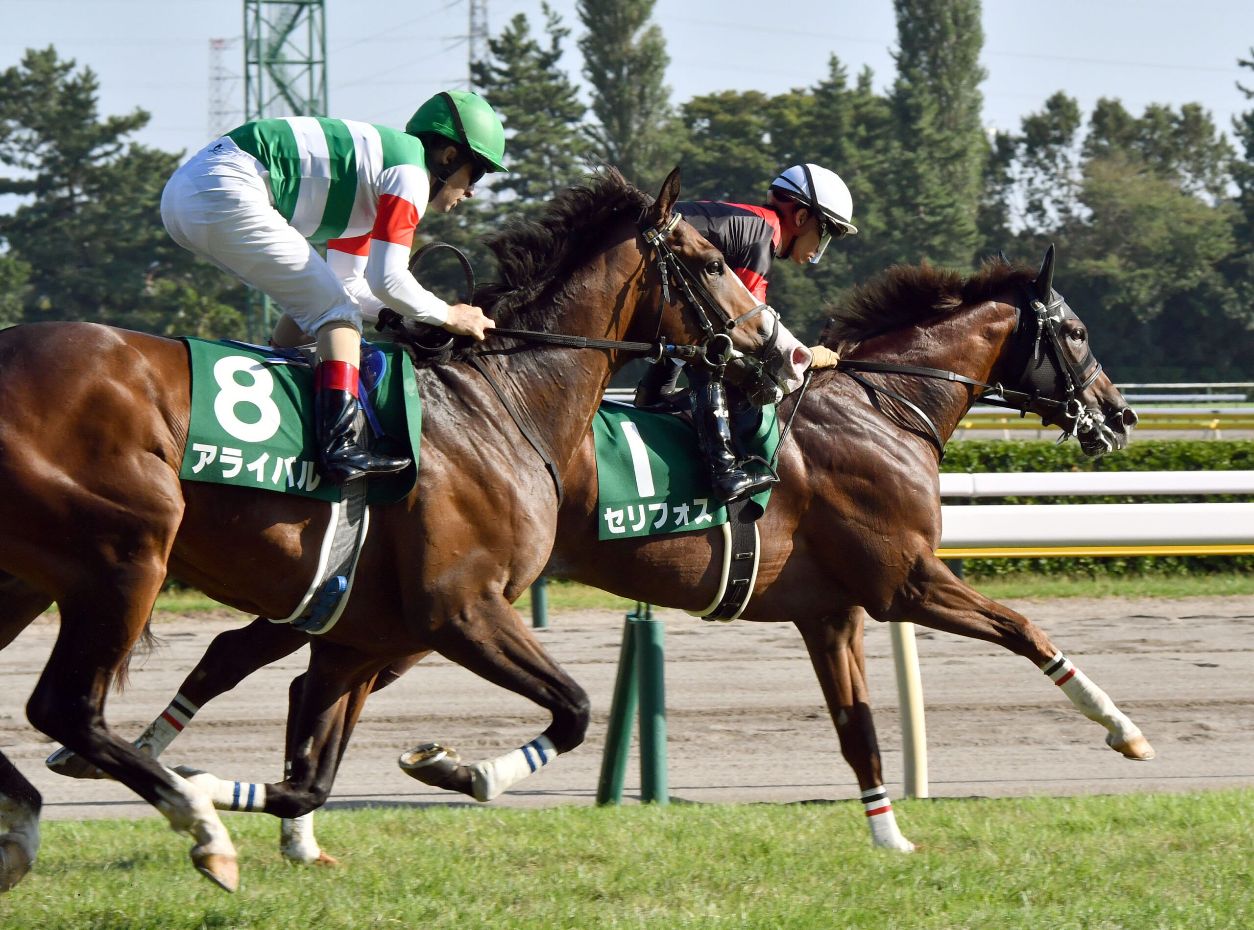 人気新品 ※限定値下げ※【競馬出資者限定】セリフォス ベンチコート